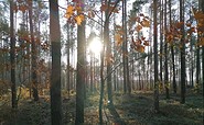 Wanderung durch die Bucksche Schweiz im Herbst bei Sonnenschein, Foto: Katja Wersch, Lizenz: Tourismusverband Lausitzer Seenland e.V.