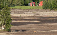Ein Hase auf Beutejagd, Foto: Kathrin Winkler, Lizenz: Tourismusverband Lausitzer Seenland e.V.
