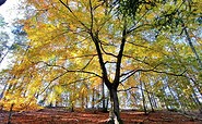 Herbstimpressionen, Foto: Marcus Heberle, Lizenz: Tourismusverband Lausitzer Seenland e.V.