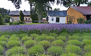 Lavendelfeld mit Lavendellädchen, Foto: Yvonne Müller, Lizenz: Yvonne Müller