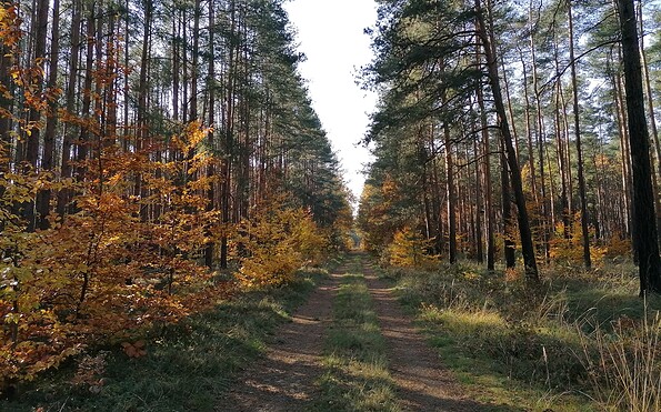 Autumn impressions in the forest, Foto: Katja Wersch, Lizenz: Tourismusverband Lausitzer Seenland e.V.