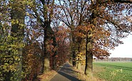 Hiking through an avenue in autumn, Foto: Katja Wersch, Lizenz: Tourismusverband Lausitzer Seenland e.V.