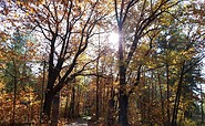 Herbstlicher Wald, Foto: Anja Meisler, Lizenz: Tourismusverband Lausitzer Seenland e.V.