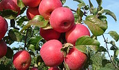 Äpfel, Foto: Hauke