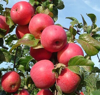 Natur Obsthof Hauke (fruit and juices)