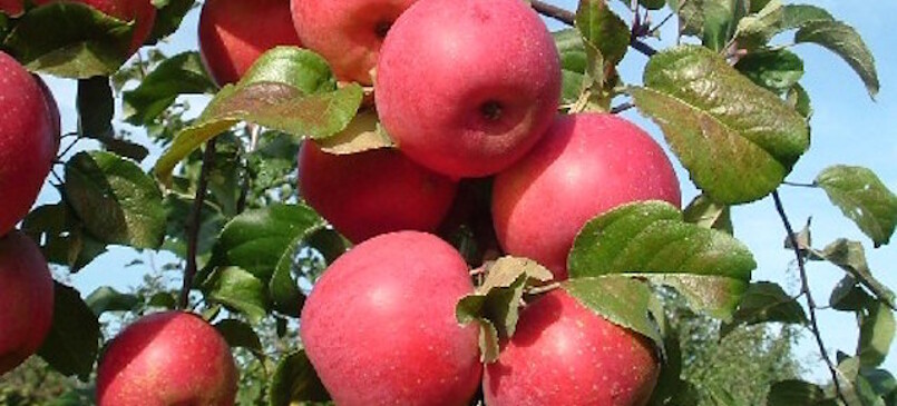 Natur Obsthof Hauke (fruit and juices)