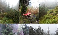 Natur PUR
