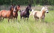 Reitpension am Wiesengrund, Foto: Tourismusverein Angermünde