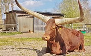 Watussi-Rinder auf dem Gelände von Terra Nova, Foto: Fanny Nevoigt, Lizenz: Torhaus Terra Nova