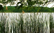 Reeds at Lake Caputh, Foto: Kultur- und Tourismusamt Schwielowsee