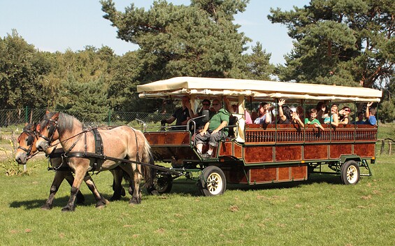 Kremser, Foto: Biohof zum Mühlenberg, Lizenz: Biohof zum Mühlenberg