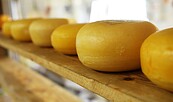 Käse, Foto: PublicDomainPictures, Lizenz: pixabay