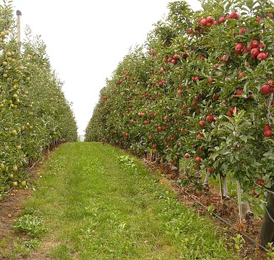 Märkische Obstbau GmbH - fruit farm