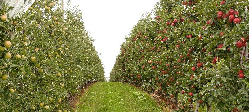 Märkische Obstbau GmbH - fruit farm