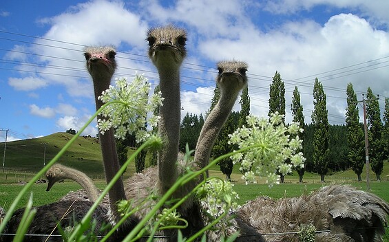 Strauße, Foto: Simon, Lizenz: pixabay