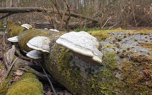 Tree fungi in the wildlife park, Foto: Kultur- und Tourismusamt Schwielowsee