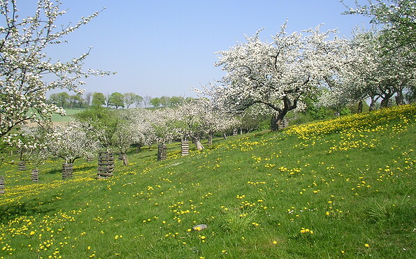 flowering meadow, Foto: Thomas Hackenschmidt