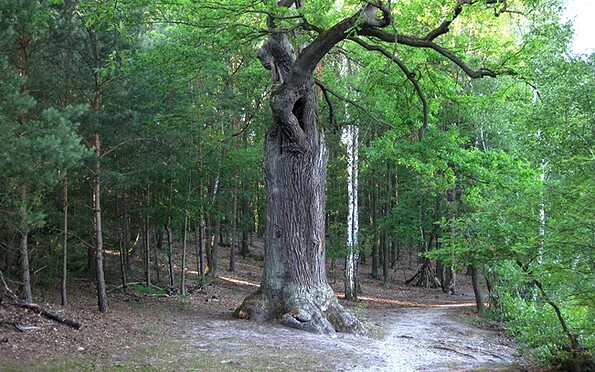 Large oak tree at Lienewitzsee, Foto: Gemeinde Schwielowsee