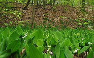 Lily of the valley at Schwielowsee, Foto: Kultur- und Tourismusamt Schwielowsee
