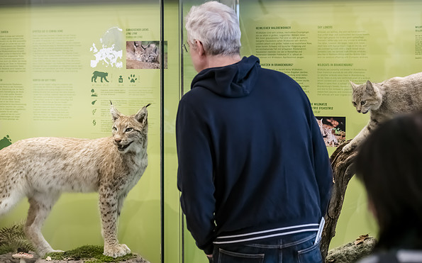 Besucher vor Luchs und Wildkatze, Foto: D. Marschalsky, Lizenz: Naturkundemuseum Potsdam