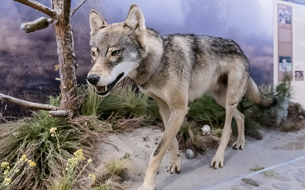 Der Wolf, ein scheuer Rückkehrer, Foto: D. Marschalsky, Lizenz: Naturkundemuseum Potsdam