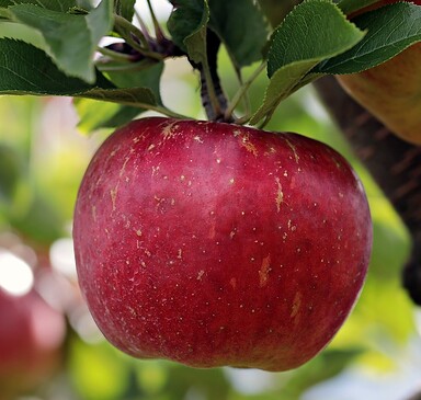 Obsthof Deutscher - fruit farm