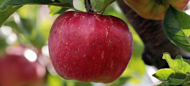 Obsthof Deutscher - fruit farm
