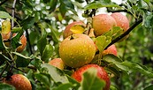 Äpfel, Foto: Lichtsammler, Lizenz: pixabay