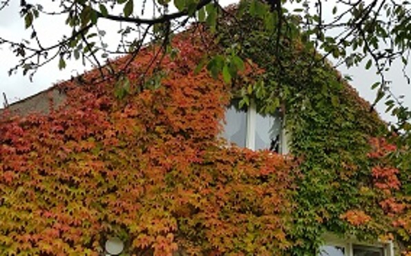 Herbst