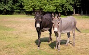 Donkey, Foto: Stadtverwaltung Finsterwalde, Lizenz: Stadtverwaltung Finsterwalde