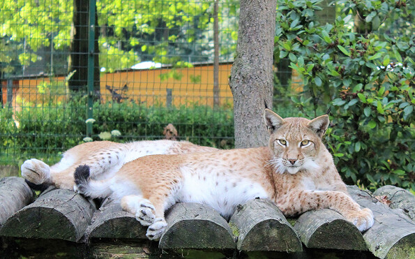 Lynx, Foto: Tierpark Finsterwalde, Lizenz: Tierpark Finsterwalde
