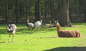 Tierpark Finsterwalde, Foto: Tierpark Finsterwalde, Lizenz: Tierpark Finsterwalde
