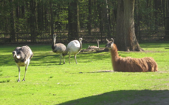 Finsterwalde Wildlife Park