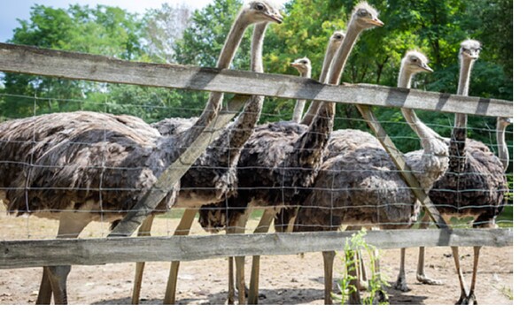 Ostriches in enclosure, Foto: Philipp Gabel, Lizenz: Straußenfarm Lohsa