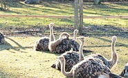 Ostrich hens sunbathing, Foto: Gregor Kockert, Lizenz: Tourismusverband Lausitzer Seenland e.V.
