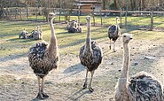 Group of ostrich hen, Foto: Gregor Kockert, Lizenz: Tourismusverband Lausitzer Seenland e.V.