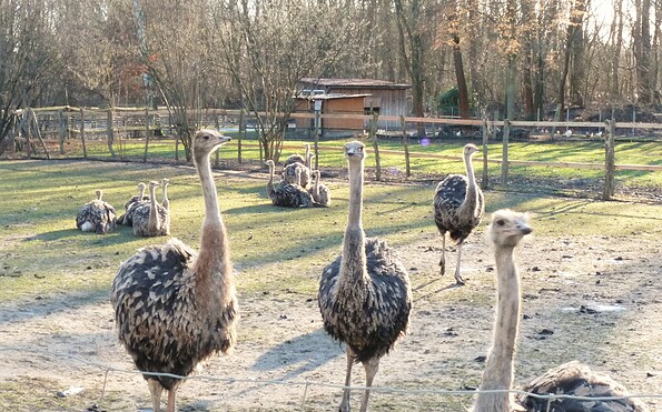 Group of ostrich hen, Foto: Gregor Kockert, Lizenz: Tourismusverband Lausitzer Seenland e.V.