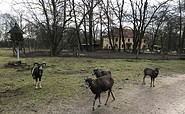 Wildpark Frankfurt, Foto: Sandra Haß, Lizenz: Seenland Oder-Spree