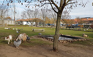 Arche-Haustierpark, Foto: MAFZ GmbH Paaren, Lizenz: MAFZ GmbH Paaren