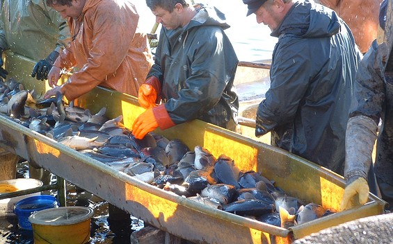 Abfischen der Hammerteiche Teichwirtschaft Lindena, Foto: Andrea Opitz