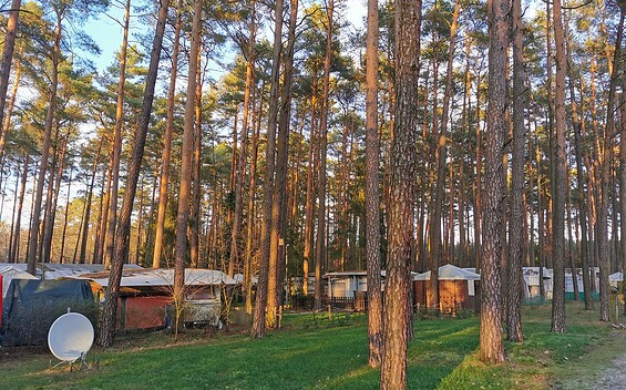 Camping im Wald, Foto: Waldcamping Am Großsee, Lizenz: Waldcamping Am Großsee