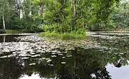 Water lily pond Werderscher Damm, Foto: Kultur- und Tourismusamt Schwielowsee