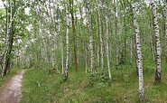 Birch grove on the Krähenberg, Foto: Kultur- und Tourismusamt Schwielowsee