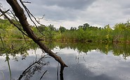 Torfstichteich Werderscher Damm, Foto: Kultur- und Tourismusamt Schwielowsee