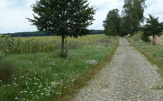 Sonnenblumen bei Braunsberg, Foto: TV Ruppiner Seenland e.V., Lizenz: TV Ruppiner Seenland e.V.