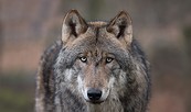 Wolf, Foto: Anke Kneifel, Lizenz: Tierpark Kunsterspring