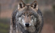 Wolf, Foto: Anke Kneifel, Lizenz: Tierpark Kunsterspring