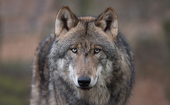 Wolf, Foto: Anke Kneifel, Lizenz: Tierpark Kunsterspring