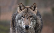 Wolf, Foto: Anke Kneifel, Lizenz: Tierpark Kunsterspring