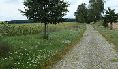 Sonnenblumen bei Braunsberg, Foto: TV Ruppiner Seenland e.V., Lizenz: TV Ruppiner Seenland e.V.